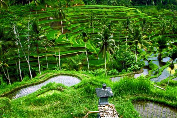 bali_support_3 bali_support_3